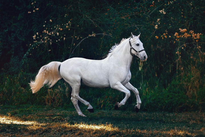 Caballo blanco galopando con la crin al viento