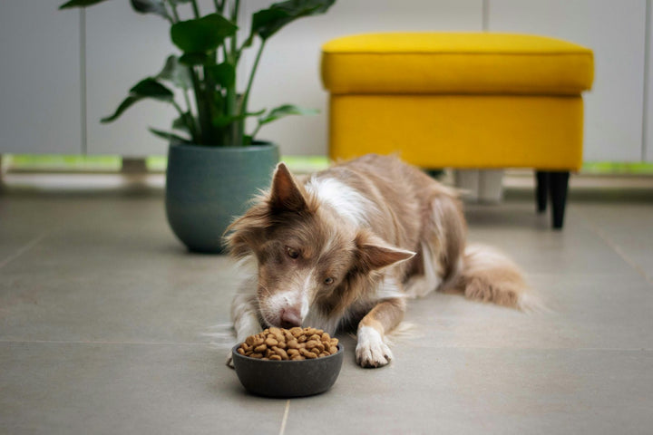 Perro blanco y marrón comiendo de su cuenco en casa