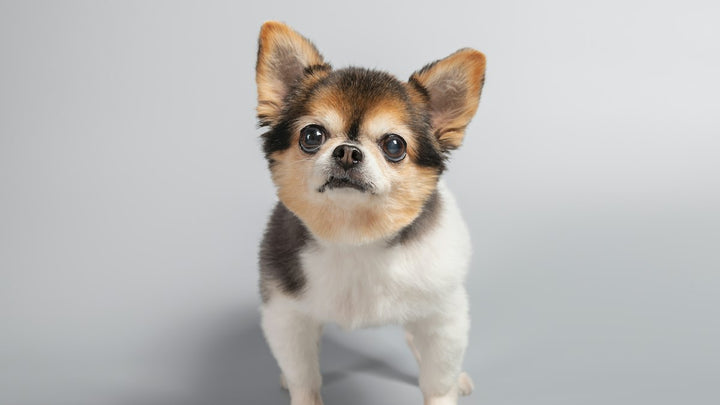 Perro pequeño de pie sobre fondo gris