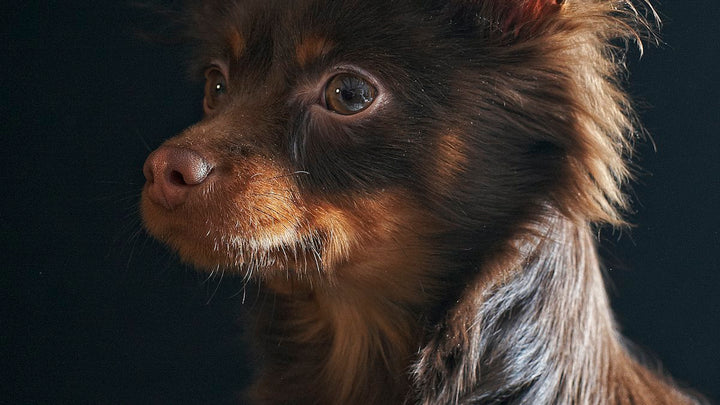 Perro pequeño de orejas grandes