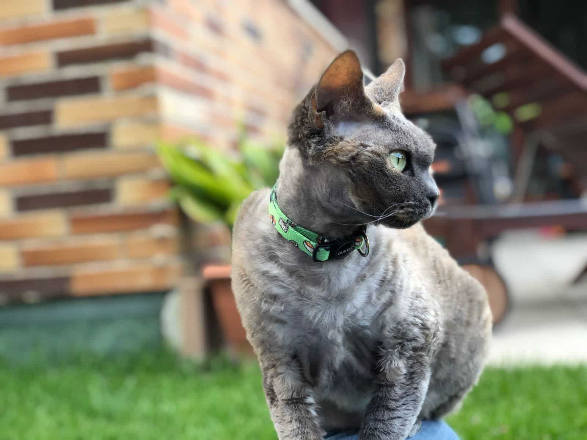 Collar Gato Nigiri Dukier - imagen 2