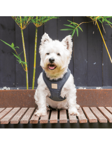 Arnés step-in para perro de pana FuzzYard Life Slate Grey (talla XS)