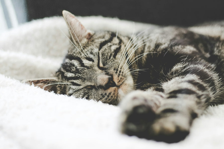 Gato atigrado gris descansando sobre una manta blanca