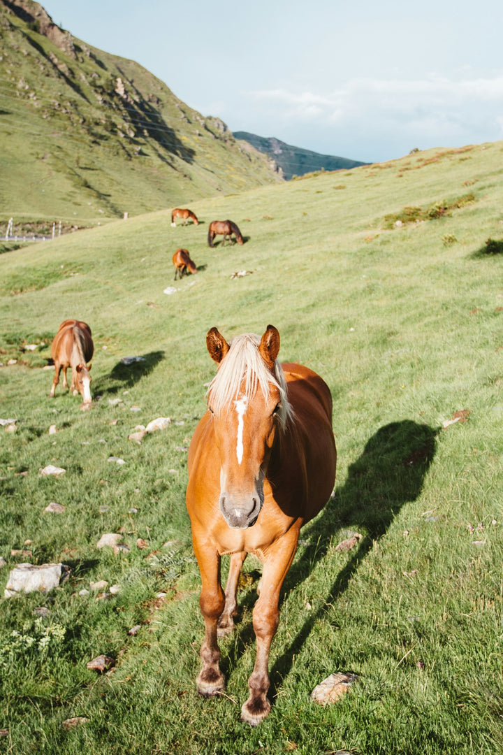 Manada de caballos castaños pastando en una ladera verde
