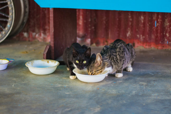 Dos gatos comiendo de un cuenco blanco en casa