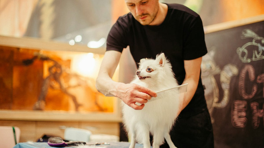 Hombre cepillando el pelo de su perro