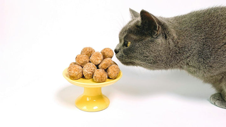 Gato gris oliendo un premio