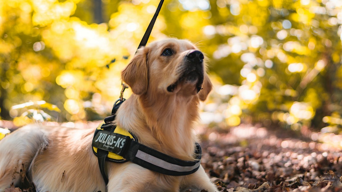 Golden retriever con arnés amarillo y negro