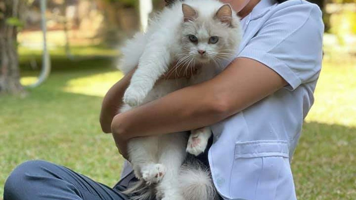 Mujer sosteniendo un gato blanco de pelo largo