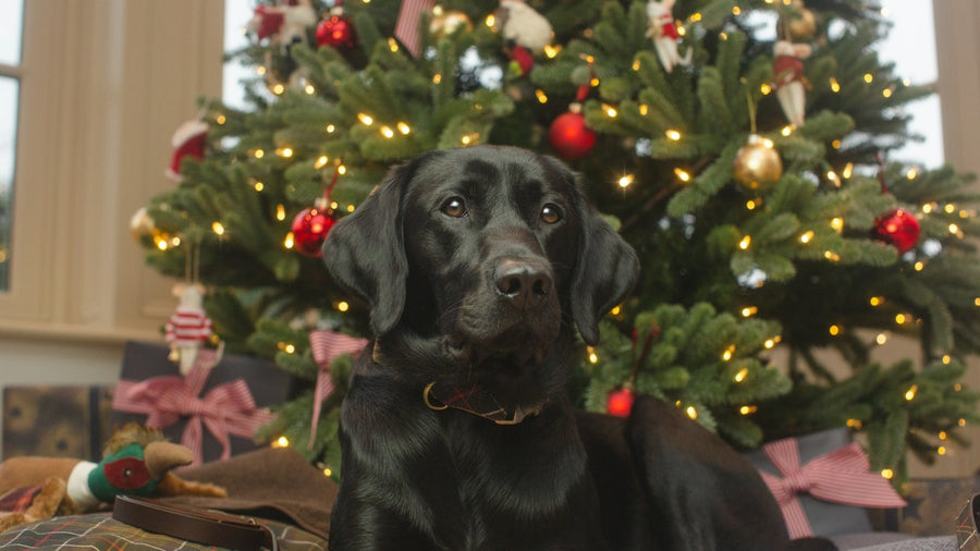 Perro en el sofá delante del árbol de Navidad