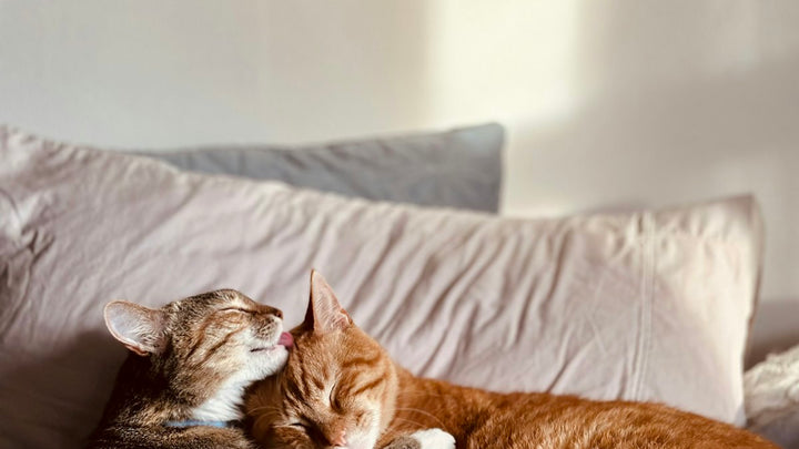 Dos gatos tumbados en un sofá