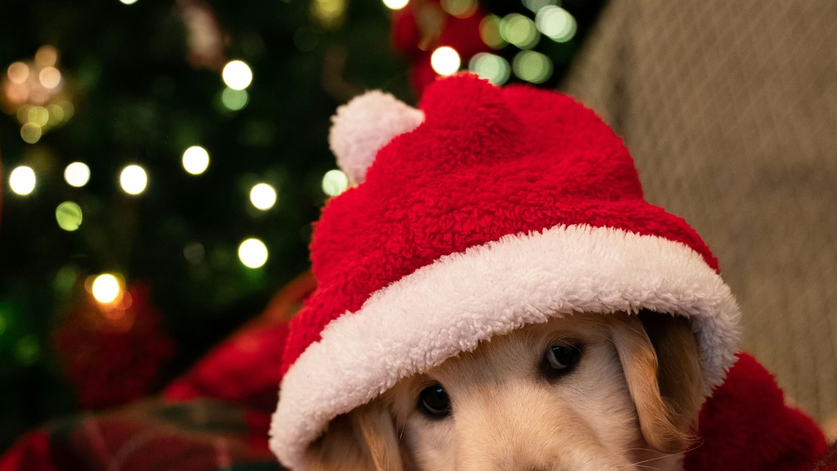 Perro con gorro de Papá Noel en el sofá