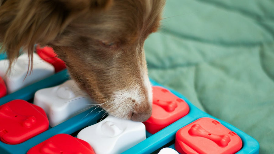 Perro comiendo premios de un juguete interactivo