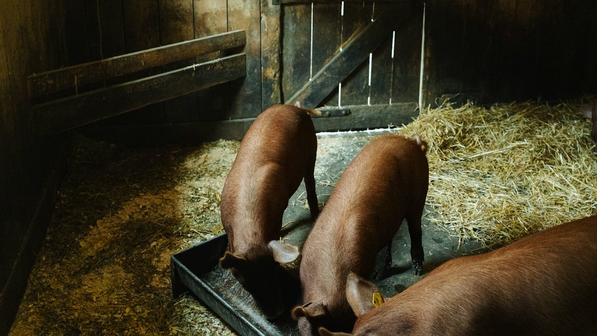 Vacas junto a una pila de heno