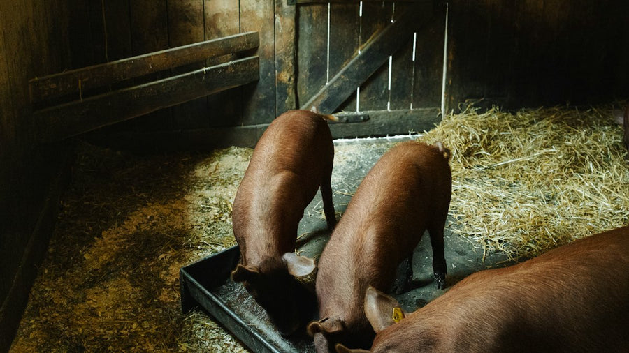 Vacas junto a una pila de heno