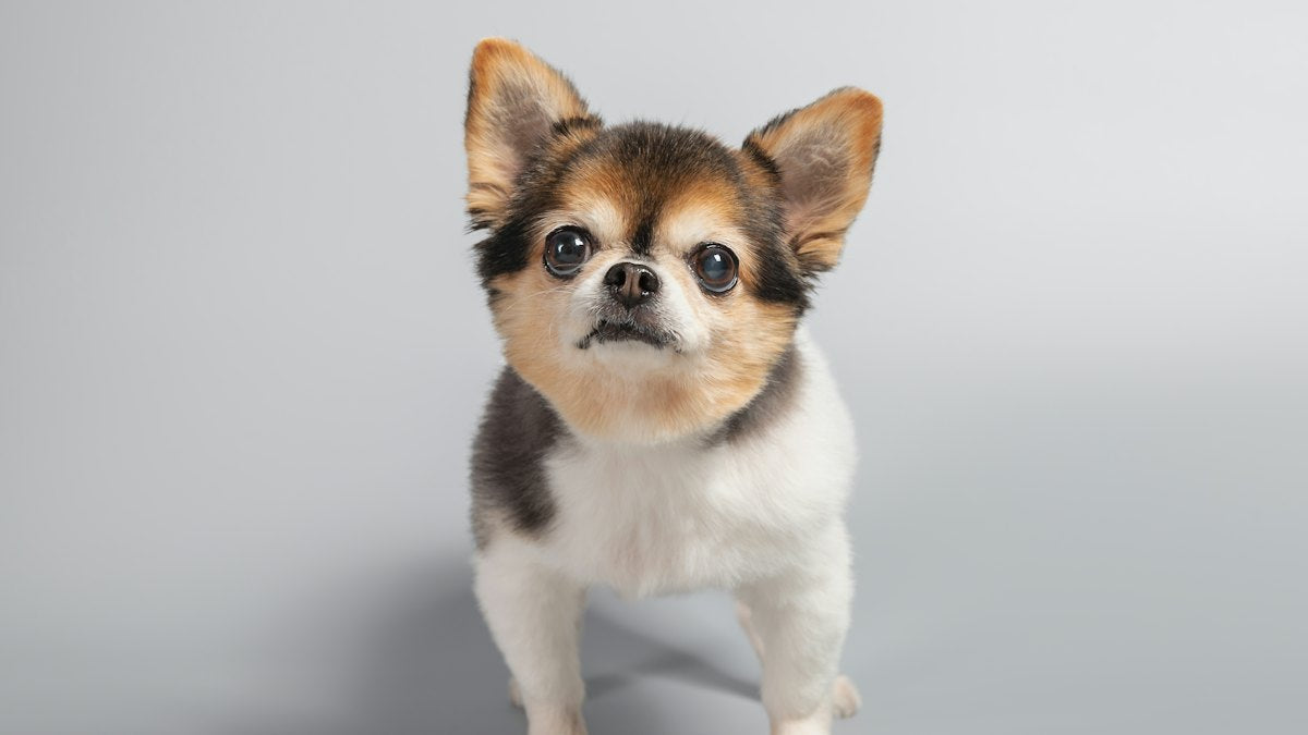 Perro pequeño de pie sobre fondo gris