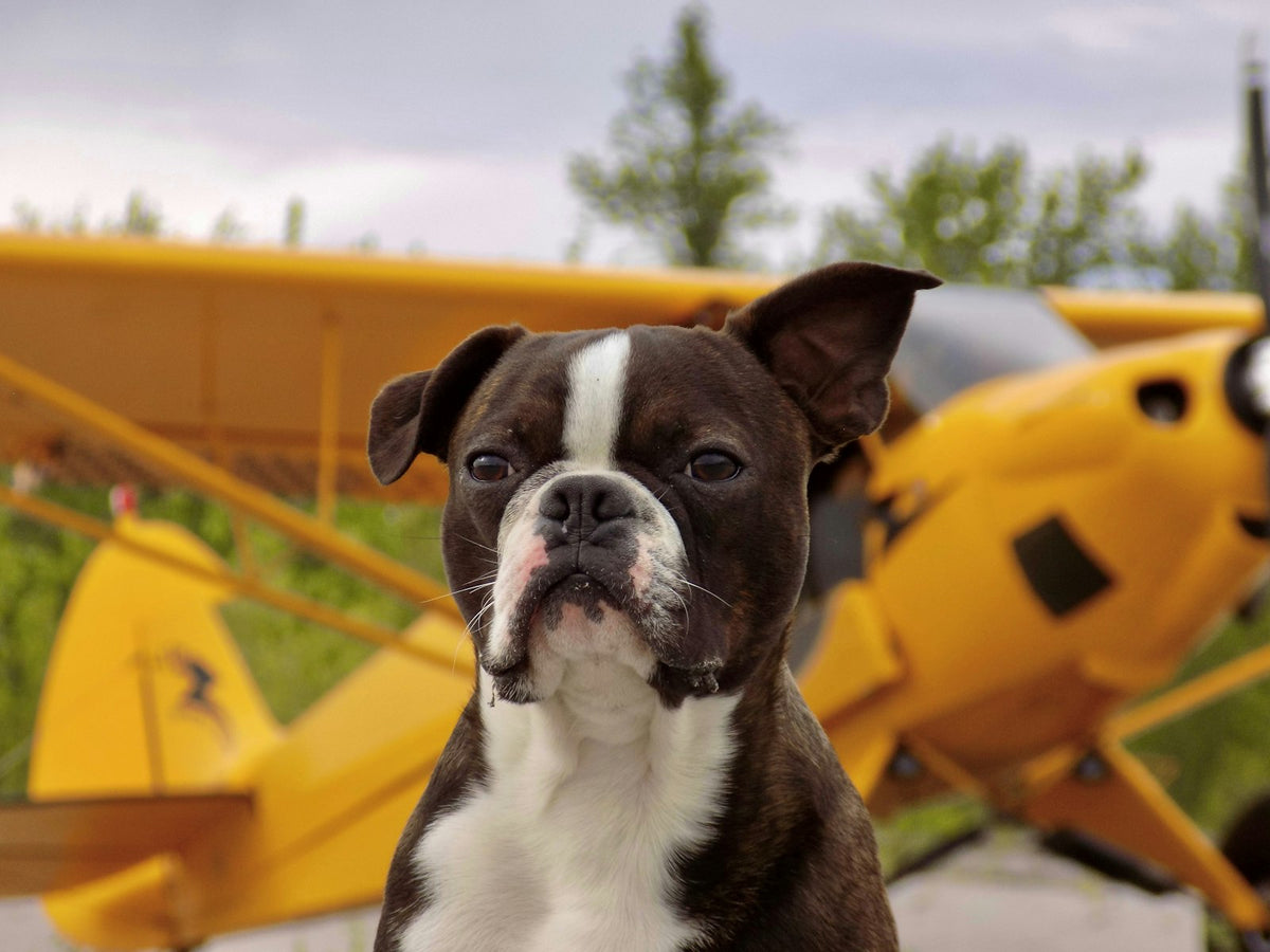 Perro boston terrier posando delante de una avioneta amarilla