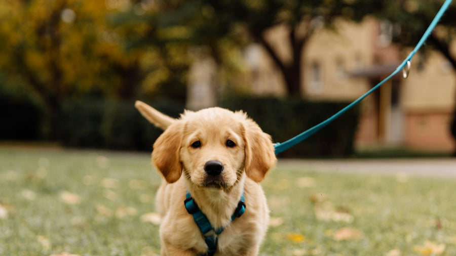 Cachorro de golden paseando con correa