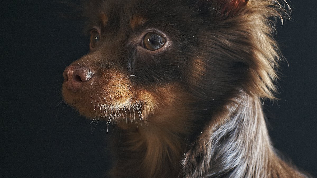 Perro pequeño de orejas grandes