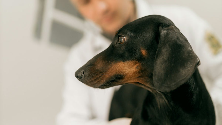 Veterinaria examinando a un perro teckel