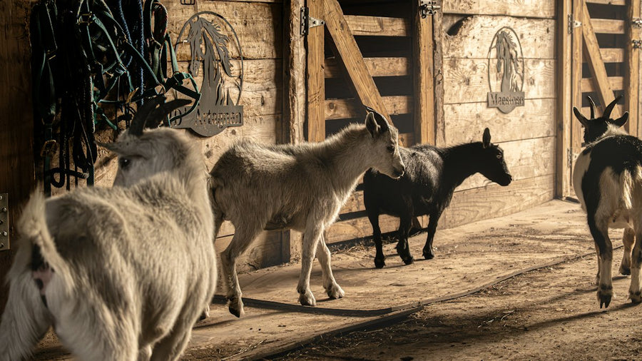 Cabras dentro de un establo de madera