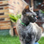 Collar Gato Nigiri Dukier - imagen 2