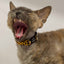 Collar Gato Animal print Dukier - imagen 2