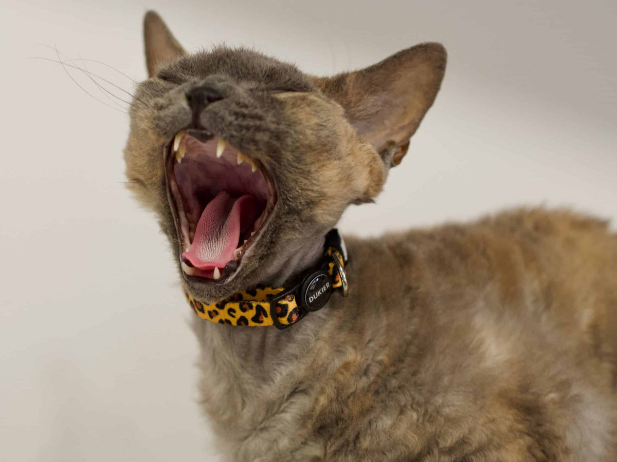 Collar Gato Animal print Dukier - imagen 2