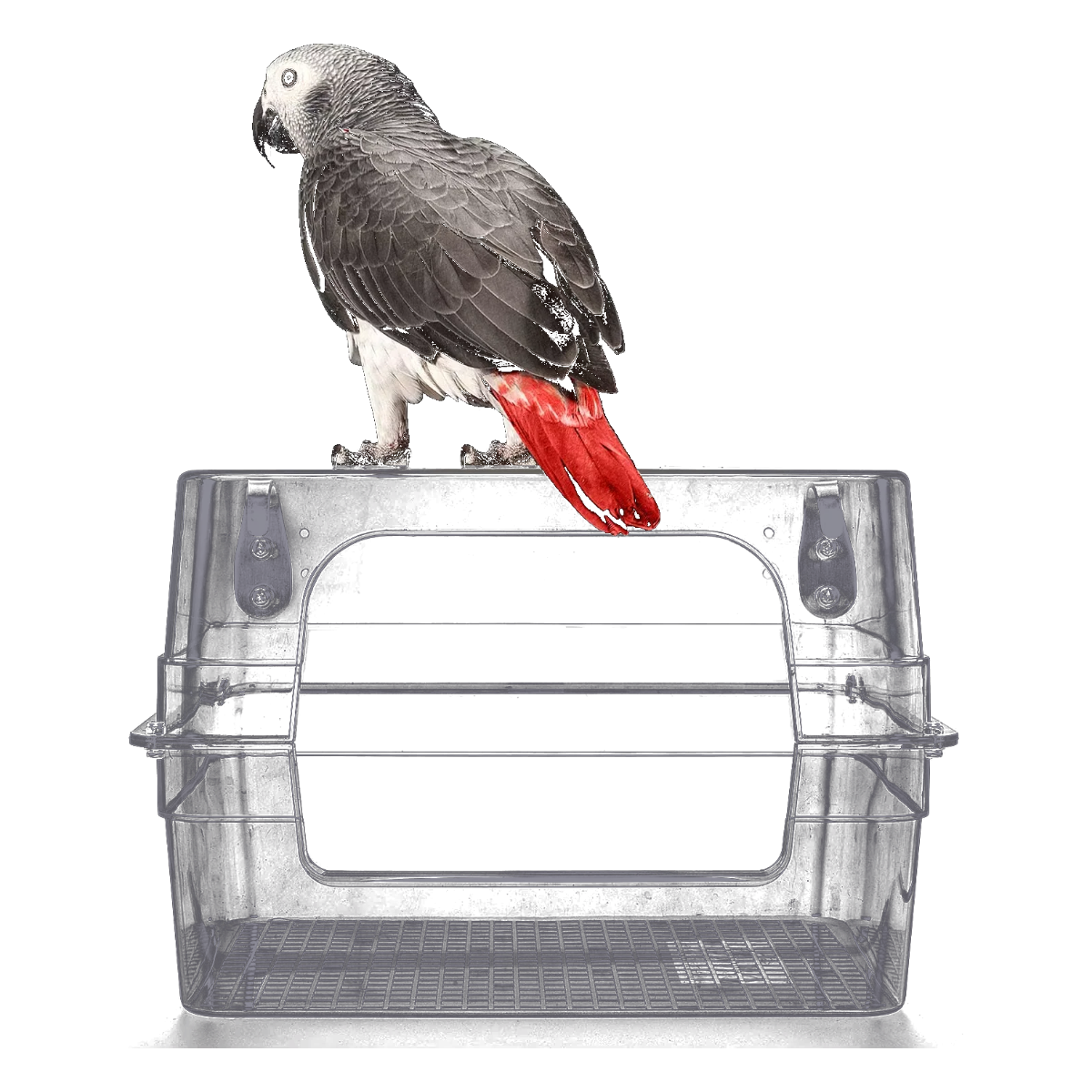 Bañera para pájaros grande transparente para jaula con loro posado