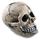 Calavera para acuario