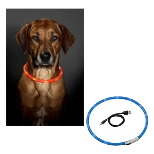 Collar LED recargable por USB para perros, talla única 70 cm
