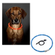 Collar LED recargable por USB para perros, talla única 70 cm