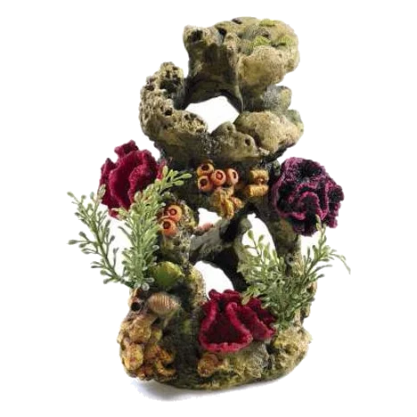 Coral para acuario