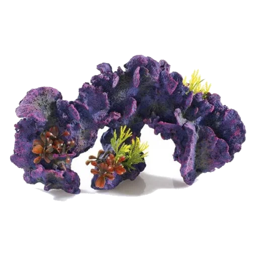Coral para acuario