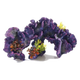 Coral para acuario