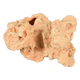 Coral Sahara para acuario