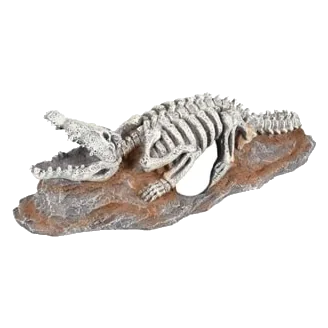Esqueleto Cocodrilo para acuario
