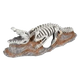 Esqueleto Cocodrilo para acuario