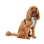 Arnés para perros FuzzYard Fresh Zest transpirable (talla XS)
