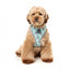 Arnés para perros FuzzYard Mint Fizz de licra transpirable