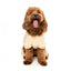 Chándal con capucha para perros FuzzYard Urban buttermilk