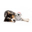 Peluche de Navidad para perros FuzzYard Coco Koala talla L