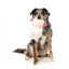 Peluche de Pascua para perros FuzzYard Bahh-bara