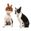 Peluche de Pascua para perros FuzzYard Big Bunny Donut