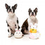 Peluche de Pascua para perros FuzzYard Fluffy Bunny Slipper