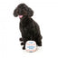 Peluche para perros FuzzYard Pelota de béisbol