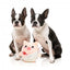 Peluche para perros FuzzYard Love Cu-pig, cerdito cupido