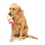 Peluche para perros FuzzYard Love Diamond In The Ruff Ring