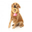 Peluche para perros FuzzYard Love Diamond In The Ruff Ring