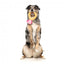 Peluche para perros FuzzYard Love Diamond In The Ruff Ring